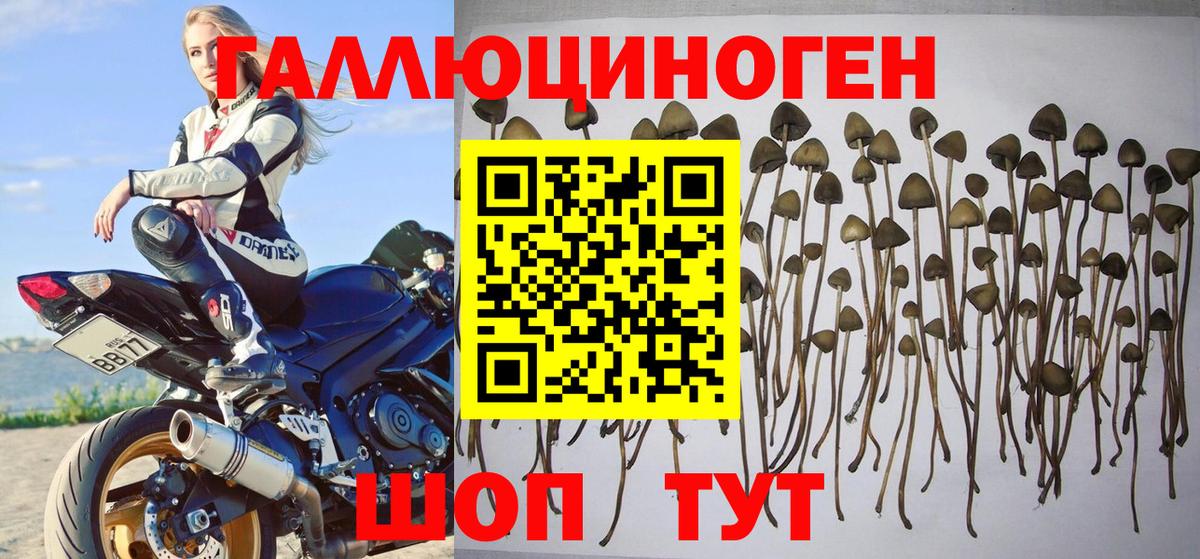 Малгобек  Псилоцибиновые грибы Psilocybe  Вход с VPN 
